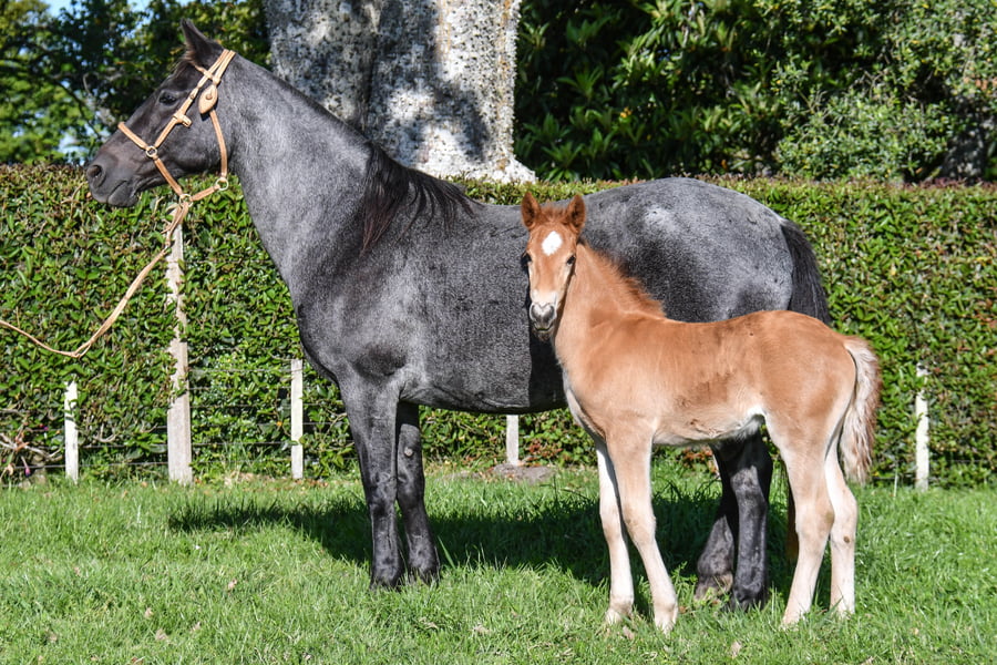 Lote Esperada del Paso