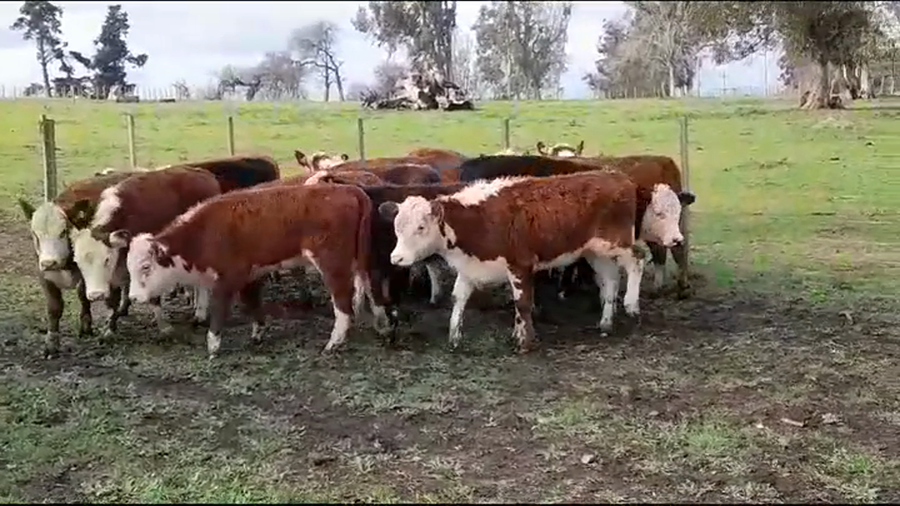 Lote TERNERAS