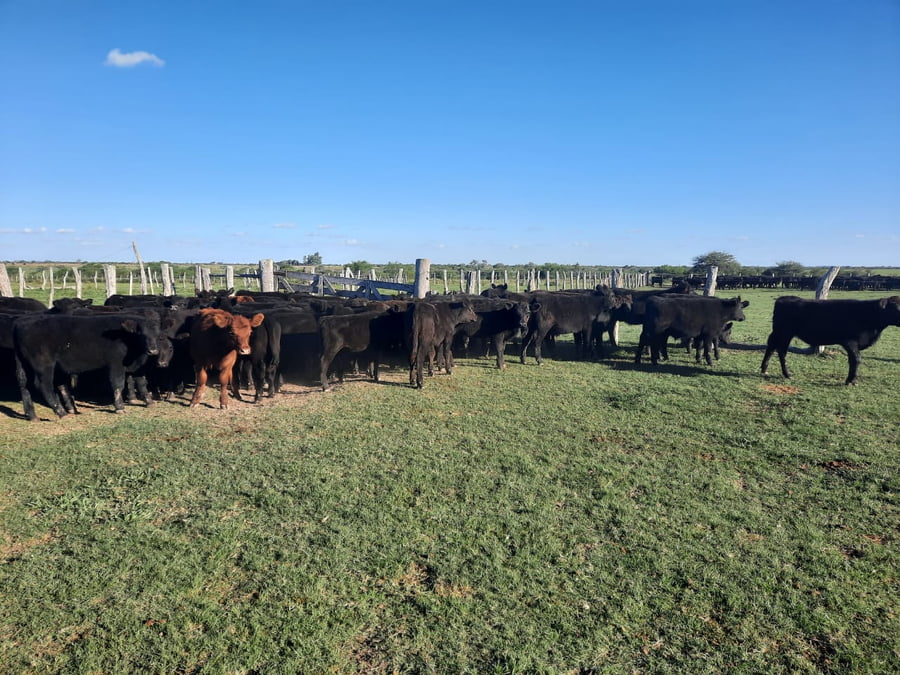 Lote SAENZ VALIENTE, BULLRICH Y Cia. S.A.