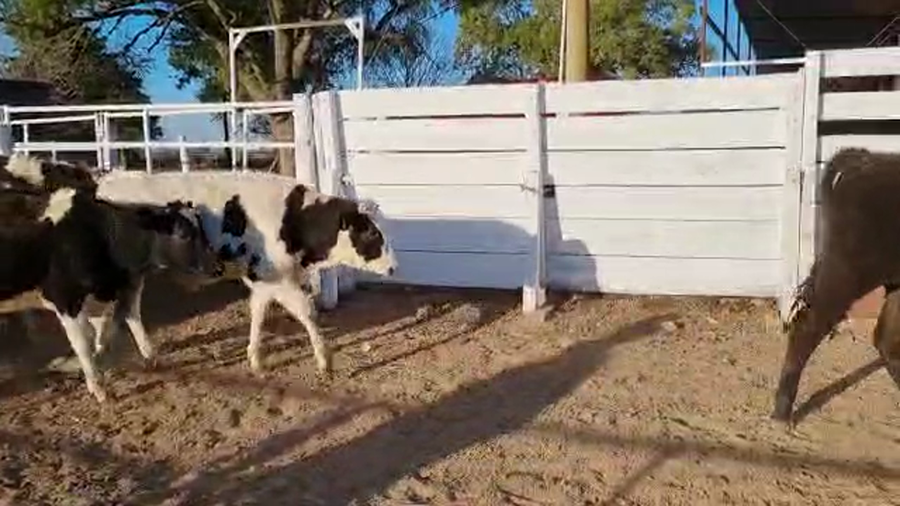 Lote 20 Terneros en Sunchales, Santa Fe