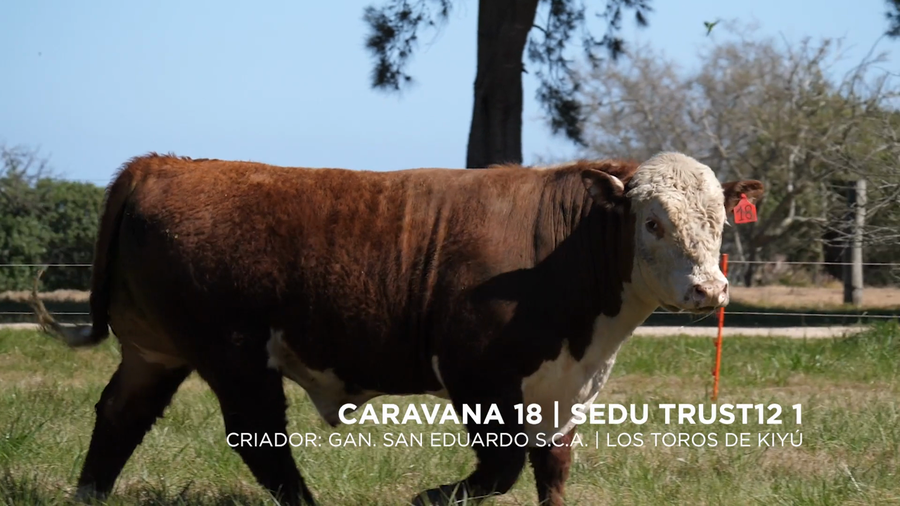 Lote SEDU TRUST12 1
