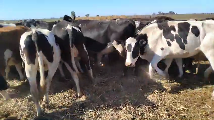 Lote 38 Vaquillonas Holando Argentino para entorar en Ceres, Santa Fe