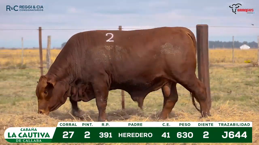 Lote TOROS BRANGUS PPC Cabaña La Cautiva