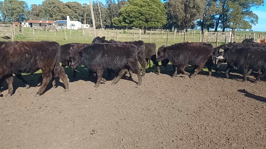 Lote 60 Terneros en Buenos Aires, Loberia
