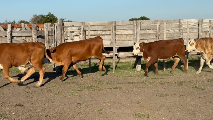 Lote 110 Terneros en Corrientes, Sauce