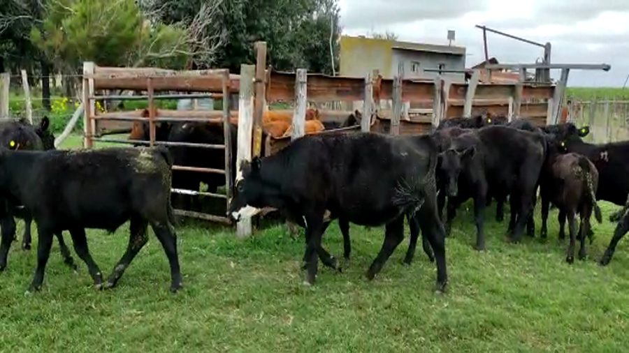 Lote 14 Terneros/as en Gral. Lamadrid, Buenos Aires