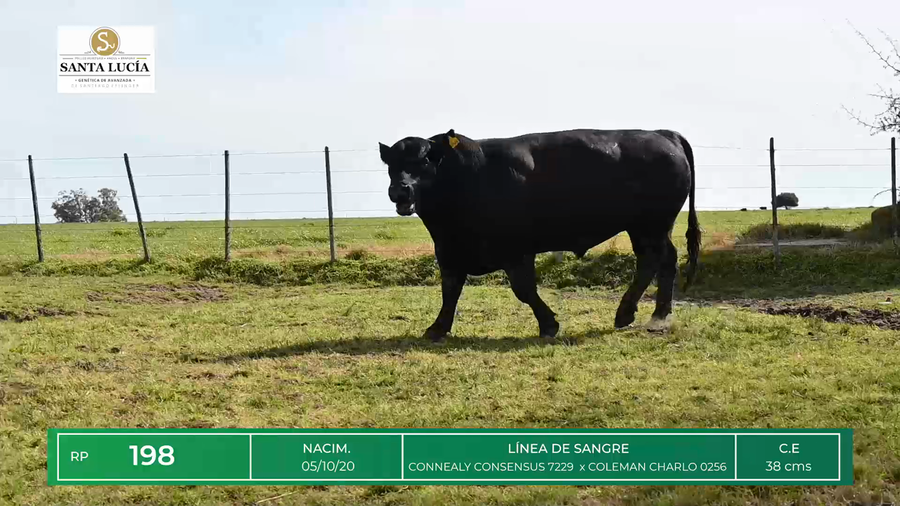 Lote TOROS ANGUS