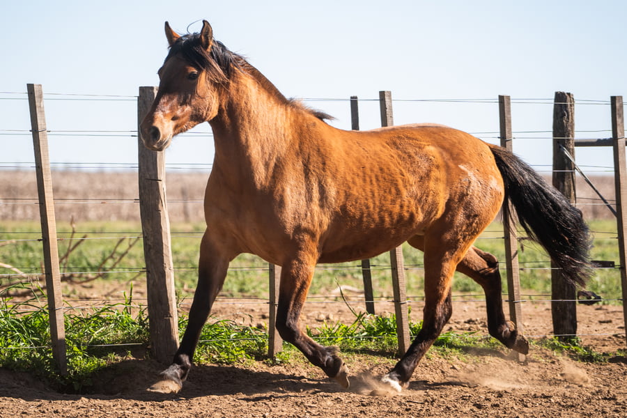 Lote COSCOJERA PILCHA