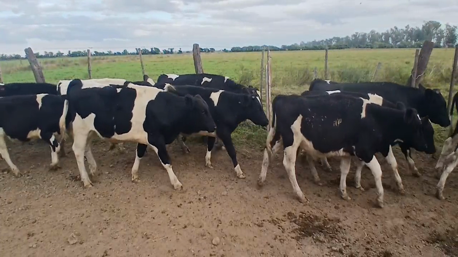 Lote 19 Terneros Holando Argentino en Sunchales, Santa Fe