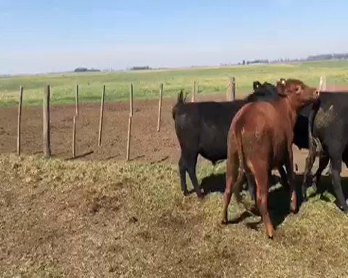 Lote 18 Novillitos en América, Buenos Aires