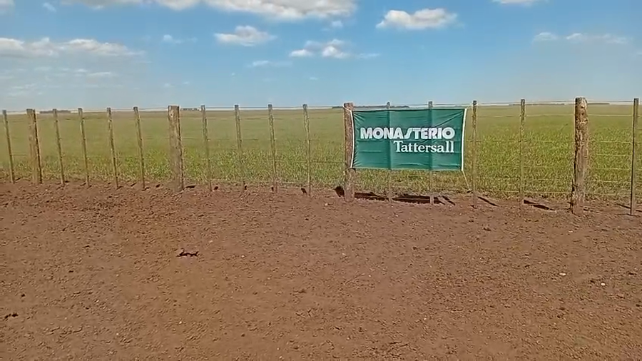 Lote 75 Novillitos en Benito Juárez