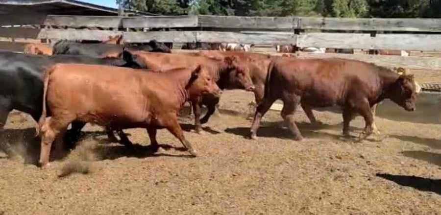 Lote 44 Vaquilla Gorda en Los Ángeles, VIII Región Biobío