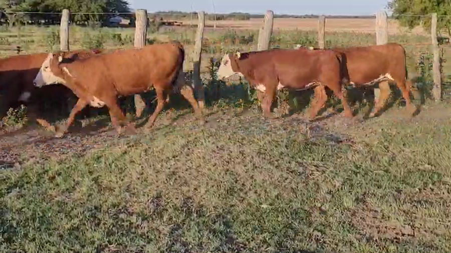 Lote 0 Terneras en Entre Ríos, Villaguay