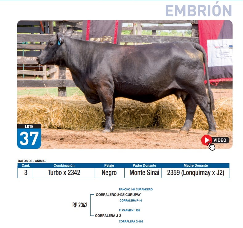 Lote Turbo x 2342