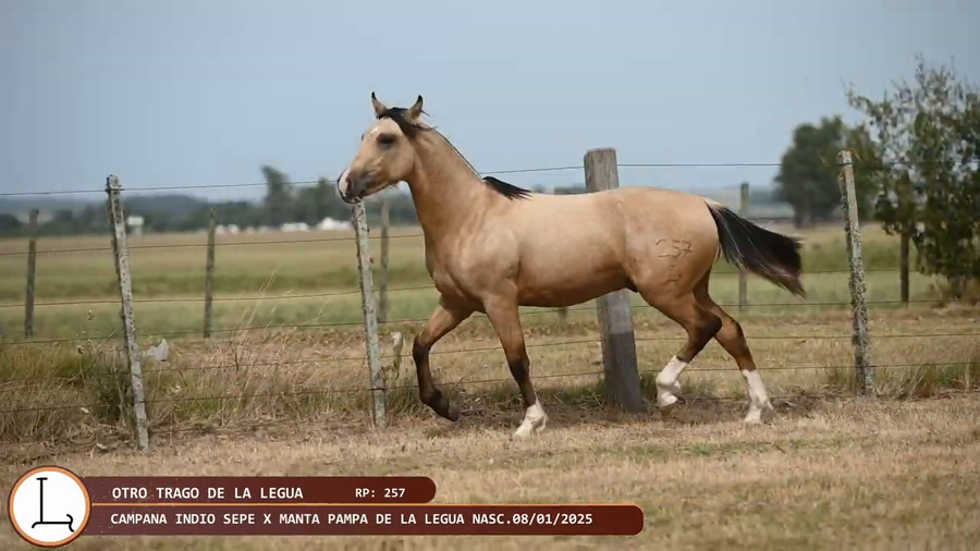 Lote OTRO TRAGO LA LEGUA