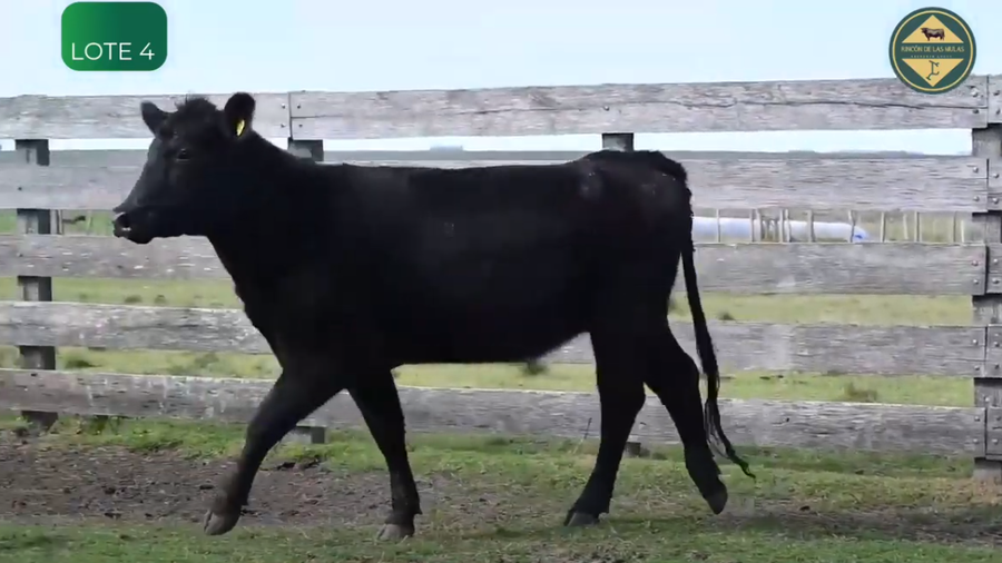 Lote Vaquillonas Pedigree y S.A.