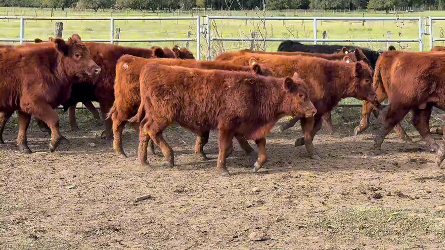 Lote 29 Terneros