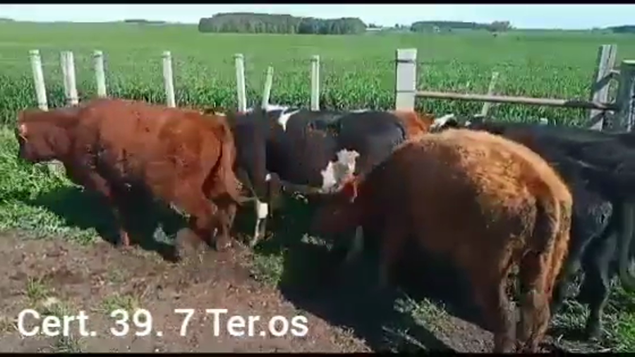 Lote TERNEROS