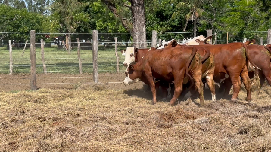 Lote 14 Vaquillonas C/ servicio en Corrientes, Monte Caseros
