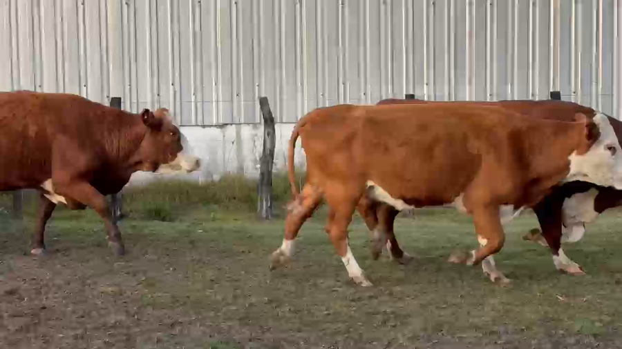 Lote 35 Vacas p/ invernar