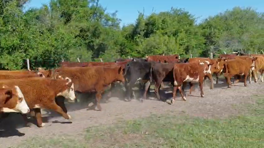 Lote 60 Terneros en Corrientes, Mercedes
