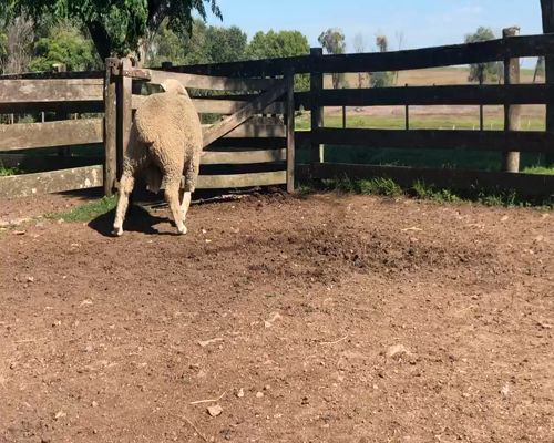 Lote 1 Borregos Planteleros en Cerro Largo, Cerro Largo
