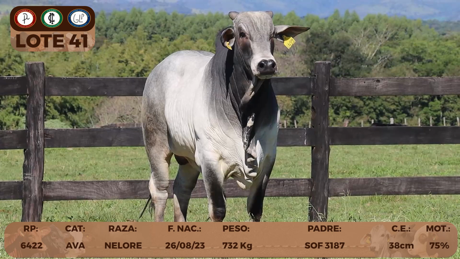 Lote LOTE 41