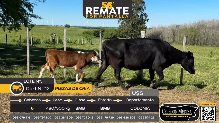 Lote 6 Piezas de cría en Puntas de Melo Colonia