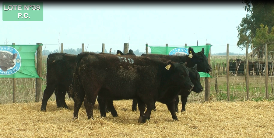 Lote VAQUILLONAS P.C. 15 MESES - PREÑADAS - PARICION PRIMAVERA