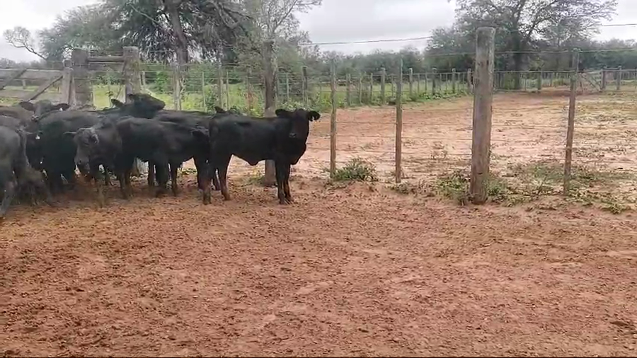 Lote 61 Terneros/as en Campo Gallo, Santiago del Estero