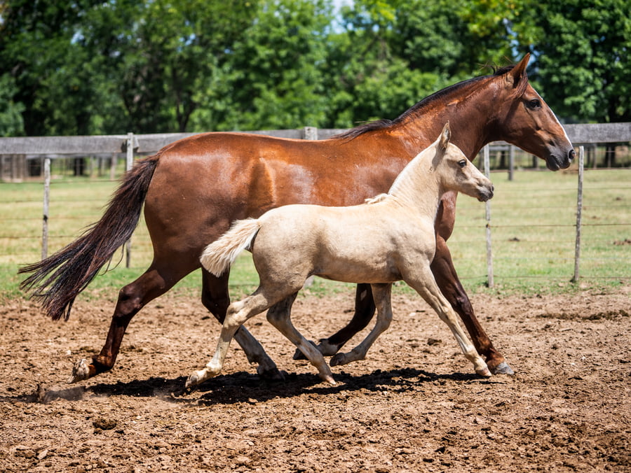 Lote DEL SIETE LISTA CHUECA