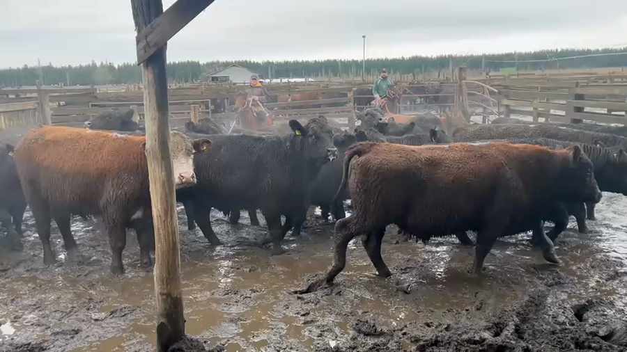 Lote 20 Novillo Gordo en Cabrero, VIII Región Biobío