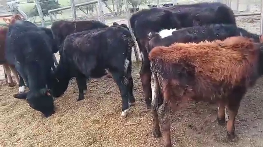 Lote 8 Terneros y Terneras KIWI a remate en PANTALLA CAMY 80kg - , San José