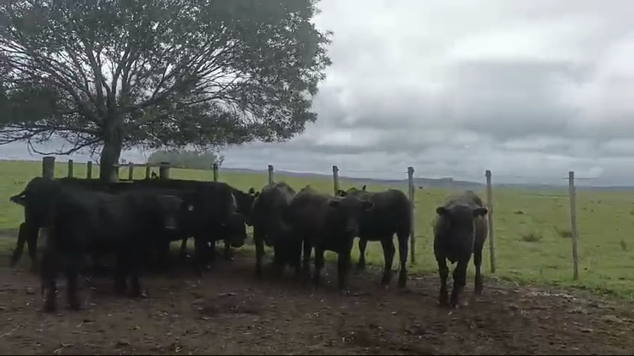 Lote 9  Vaquillonas SA