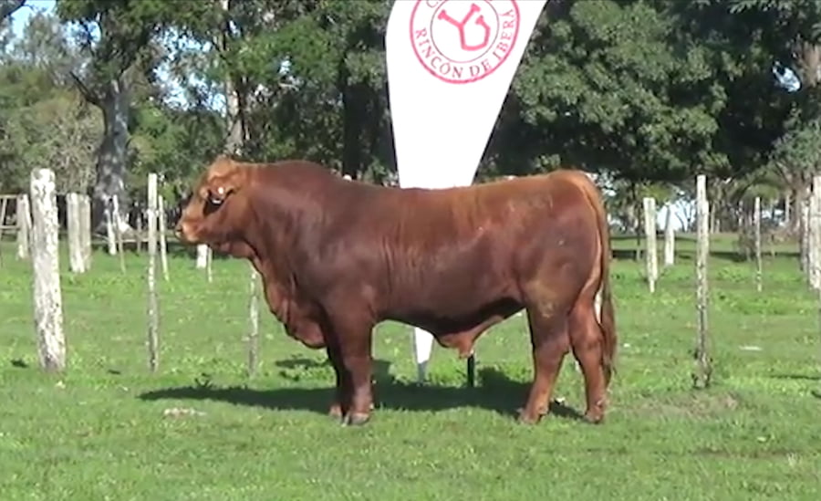 Lote TORO BRANGUS