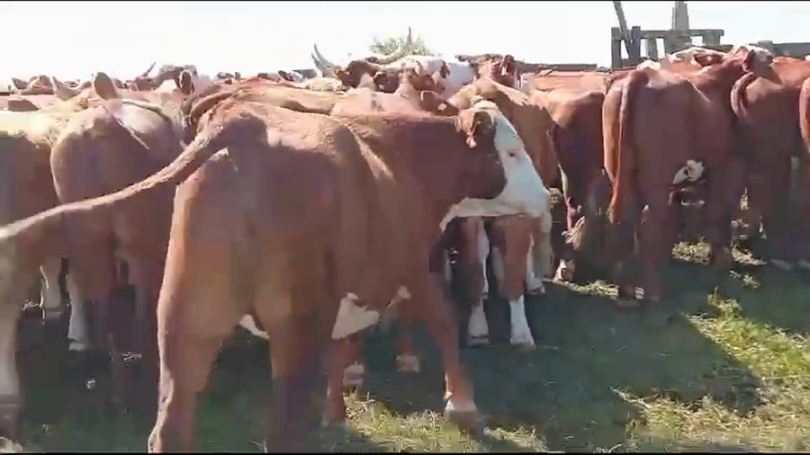 Lote 92 Novillos en Esquina, Corrientes