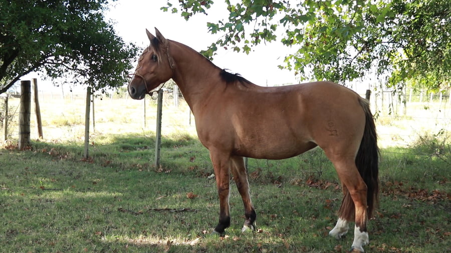 Lote Doña Chola ESPARTILLO