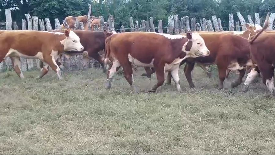 Lote 63 Terneros/as