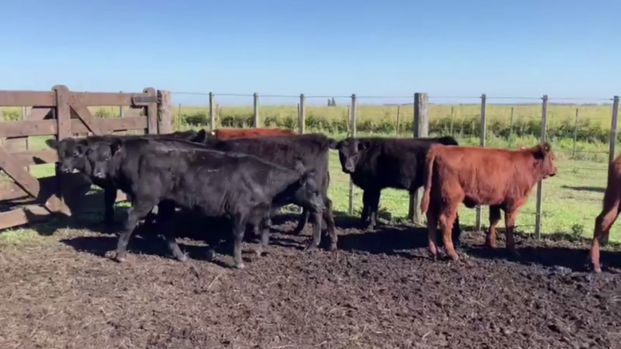 Lote 17 TERNS. MACHOS Y HEMBRAS, AZUL, BS. AS.