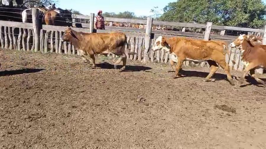 Lote 100 Terneros/as