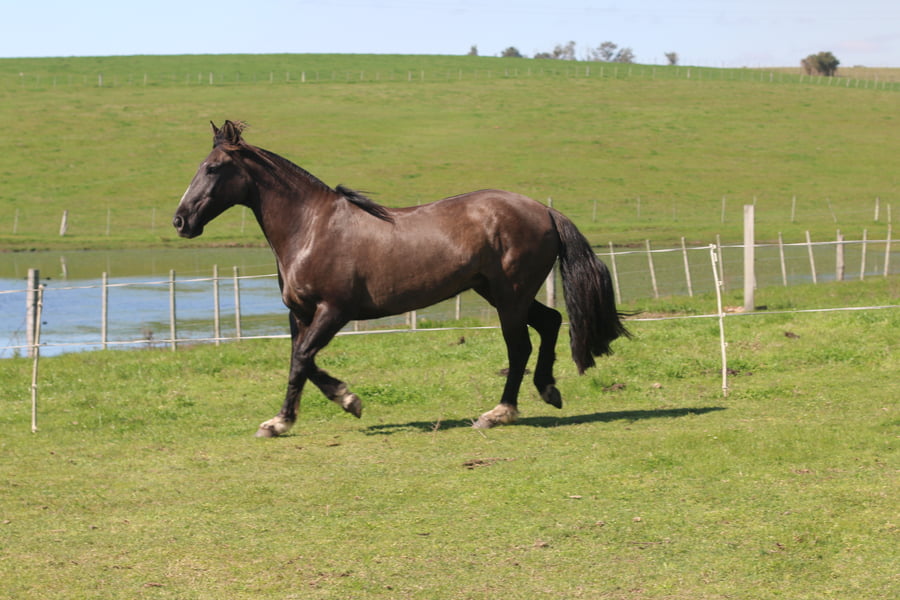 Lote SANTA GLORIA RATONERA