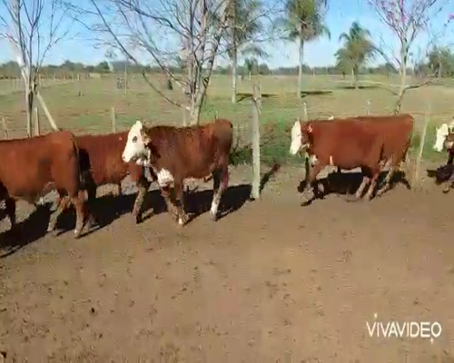 Lote 103 Terneros/as en Curuzú-Cuatiá, Corrientes
