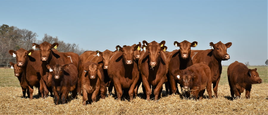 Lote Vaca Angus PC Primavera