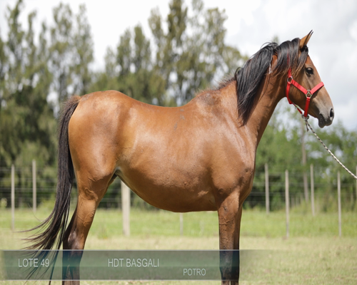 Lote HDT BASGALI
