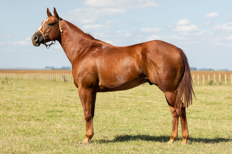 Lote AGUAY CHURRINCHE