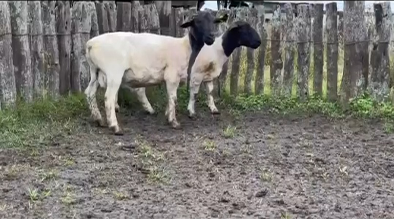 Lote CARNEROS "MARIA CARAPE"