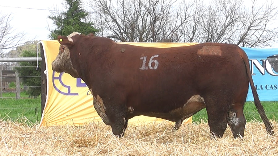 Lote TOROS P. HEREFORD PR