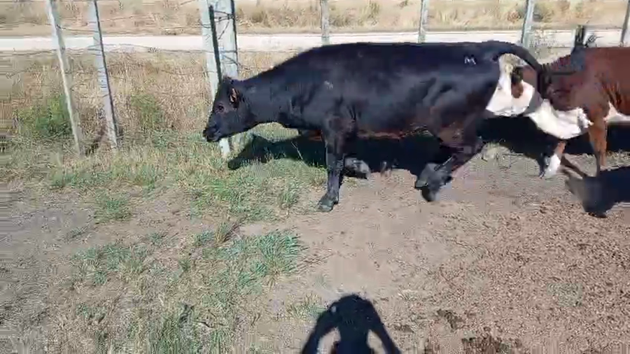 Lote 10 Terneros a remate en Ultima pantalla del año - Escritorio Camy, San José