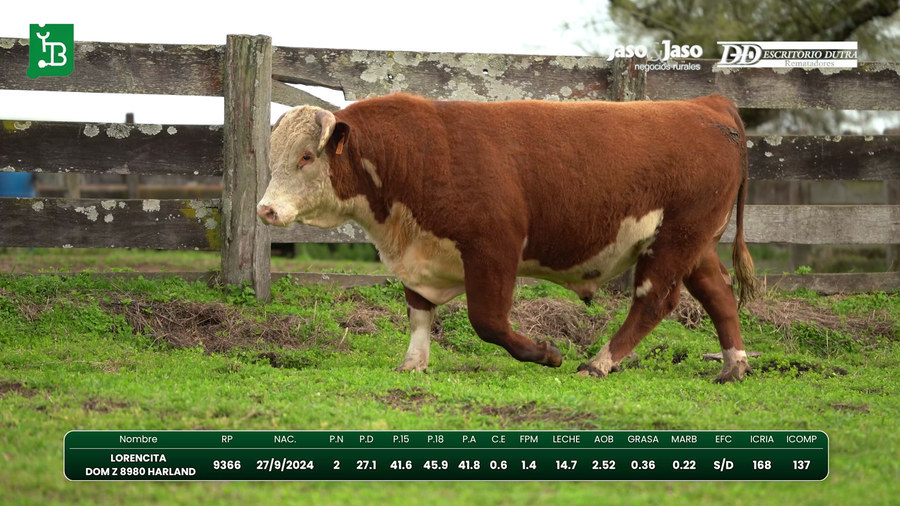 Lote Toros