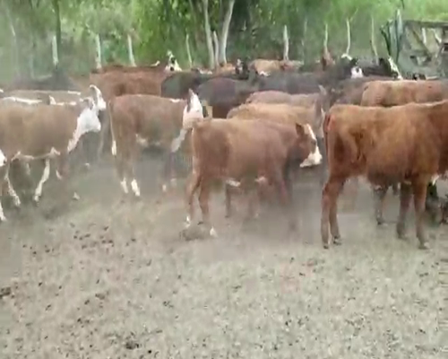 Lote 70 Terneros en Villaguay, Entre Ríos